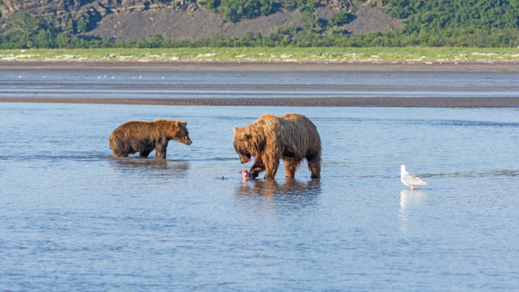 Katmai National Park and Preserve