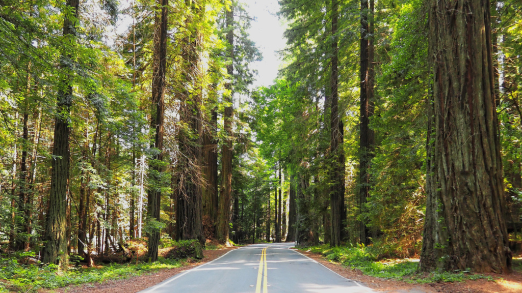 Pacific Coast Highway, California