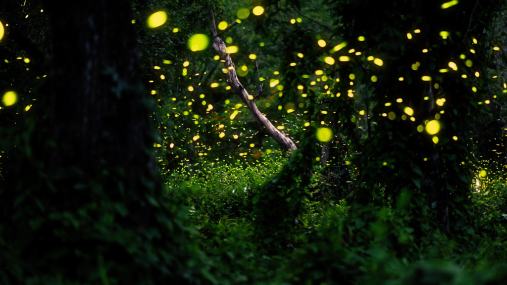 Witness the Synchronous Fireflies in Great Smoky Mountains National Park, Tennessee