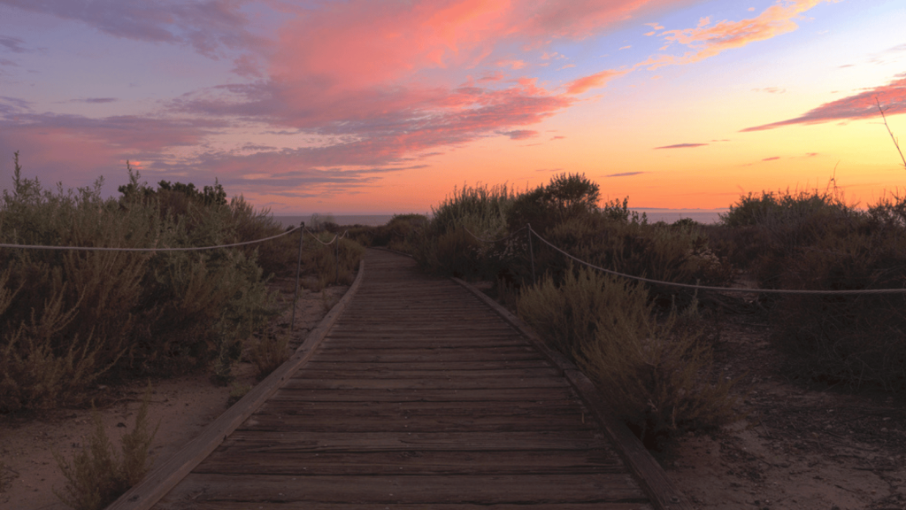 Boardwalk Trail, Ano Nuevo State Park, California