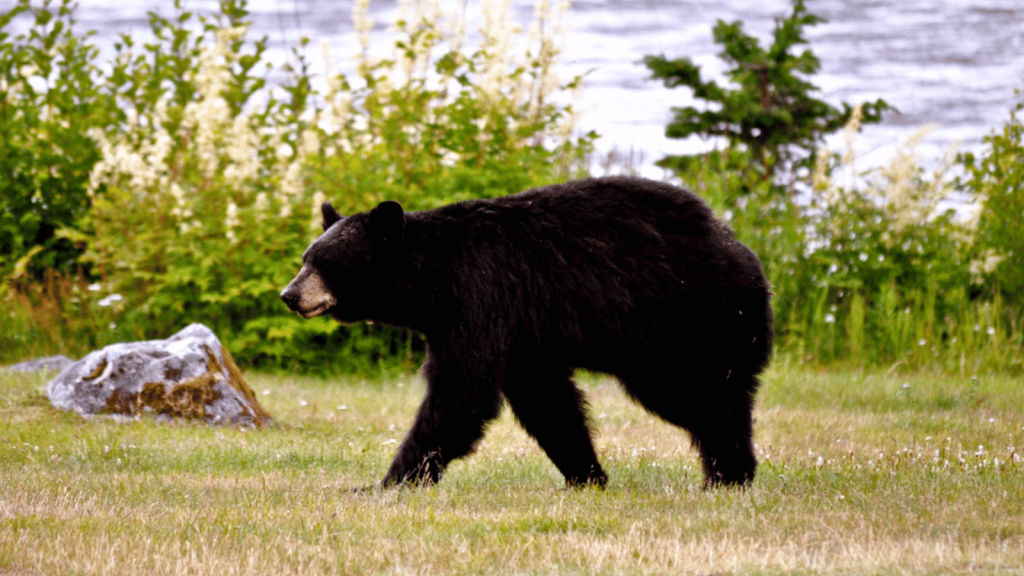 Mendenhall Glacier Visitor Center