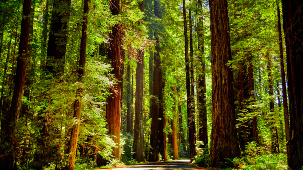 Crater Lake to Redwoods, Oregon and California