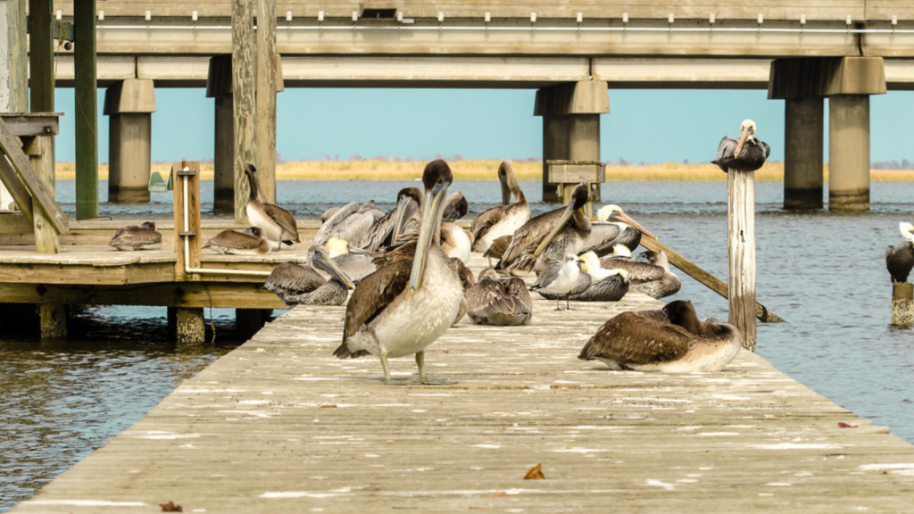 Grand Isle, Louisiana