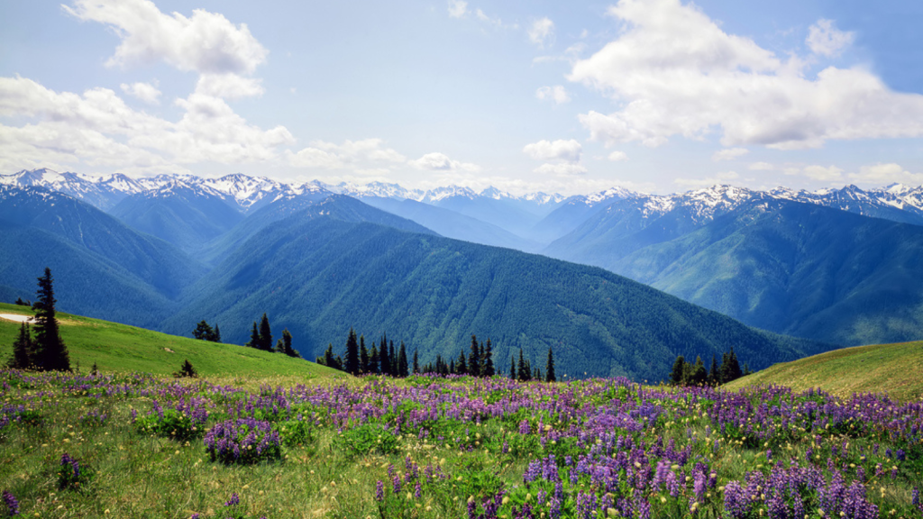 Hurricane Ridge, Olympic National Park (Washington)