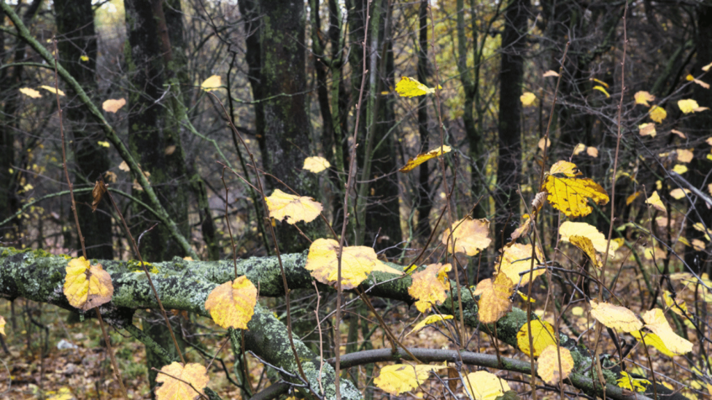 Middlesex Fells Reservation (Boston, Massachusetts)