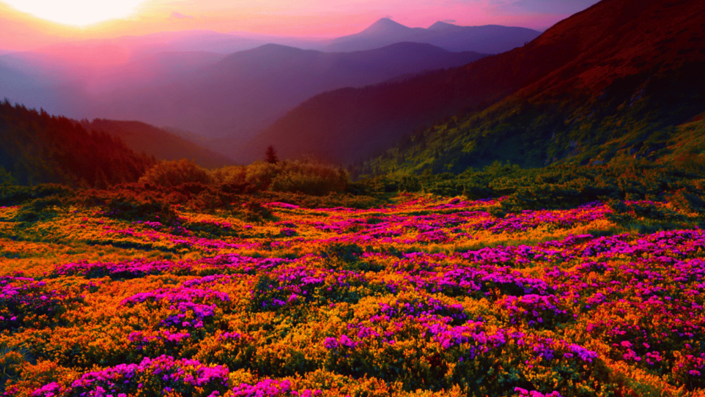 Mount Rainier National Park, Washington