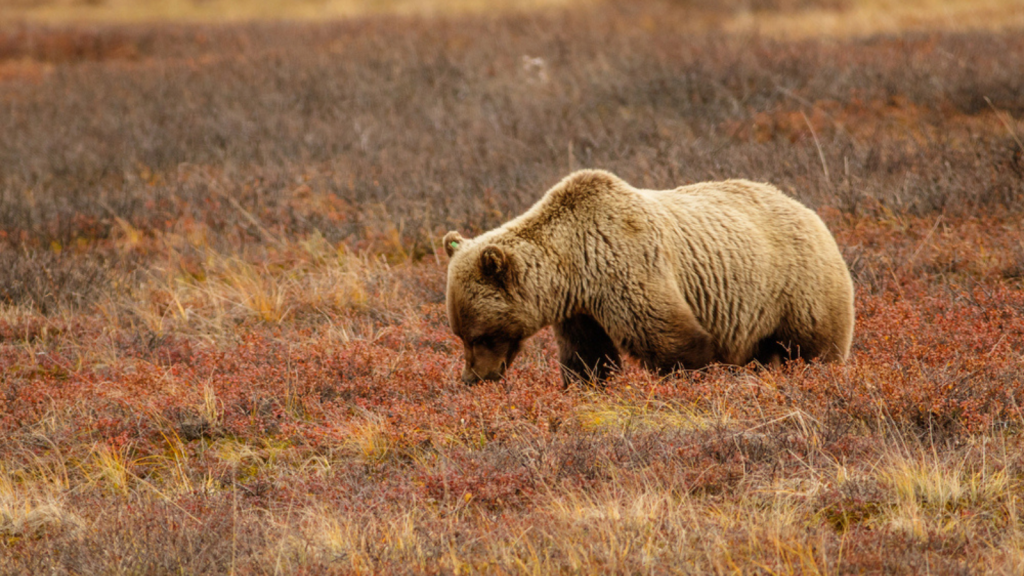 Denali National Park and Preserve