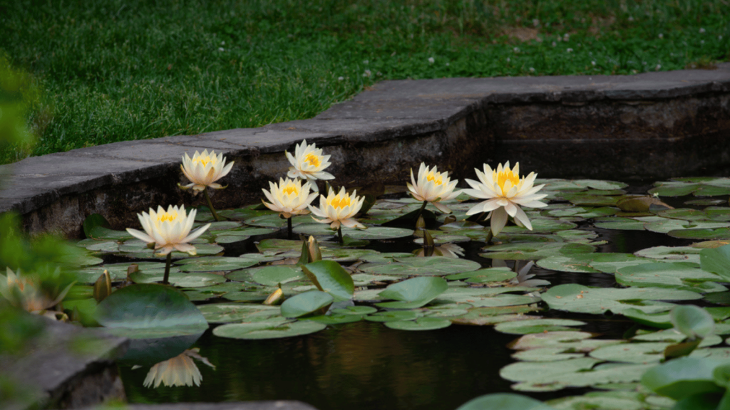 Kenilworth Park and Aquatic Gardens (Washington, D.C.)