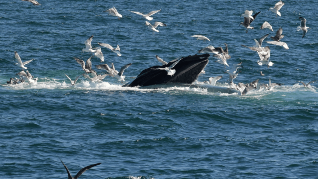 Whale Watching: Gray Whales vs. Humpbacks