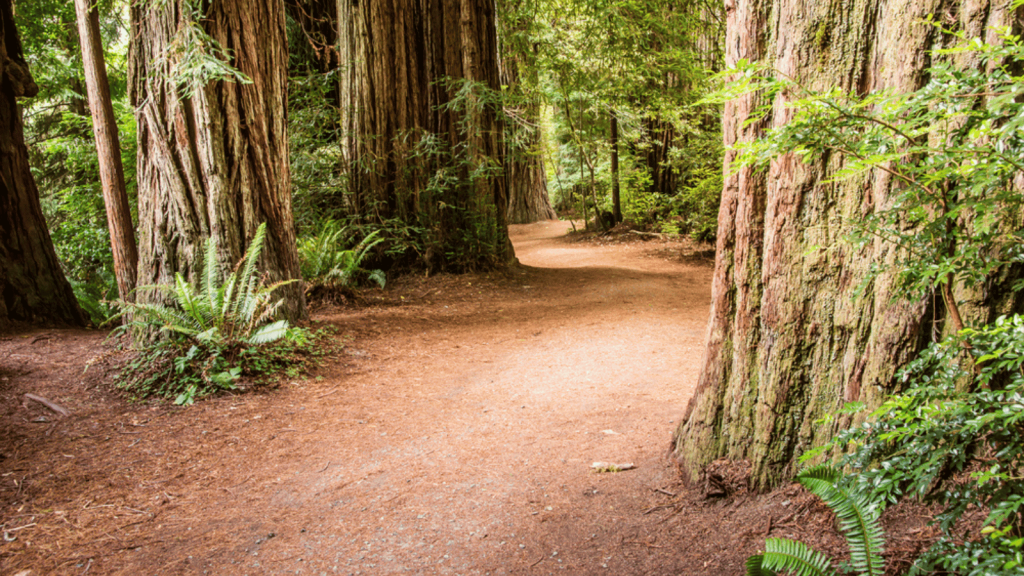 Coastal Trail, Redwood National and State Parks, California