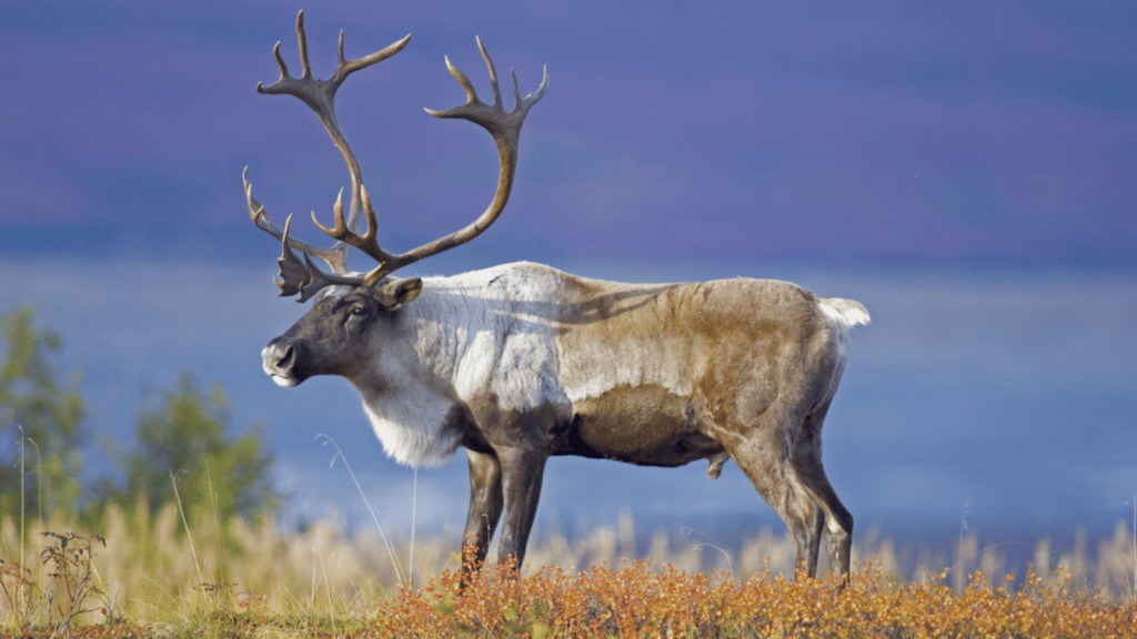 Gates of the Arctic National Park and Preserve