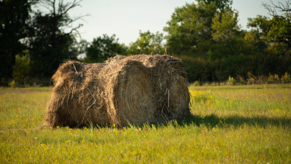 Visit the World's Largest Ball of Twine in Cawker City, Kansas