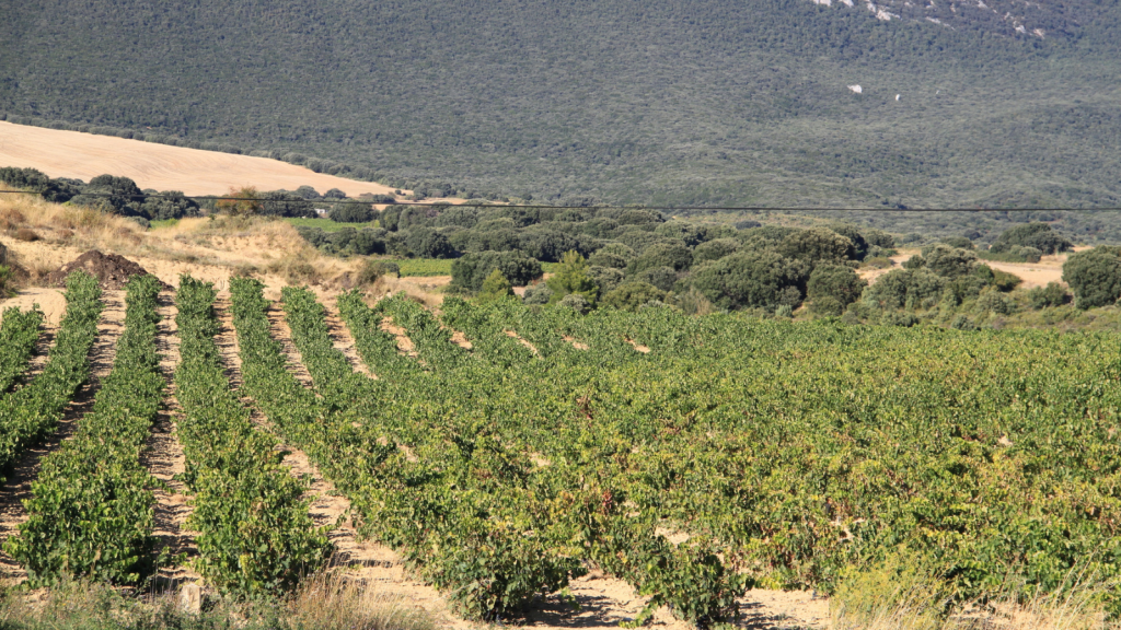 Sierra Pelona Valley Wine Festival