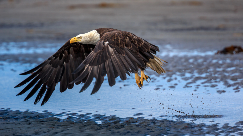 Chilkat Bald Eagle Preserve