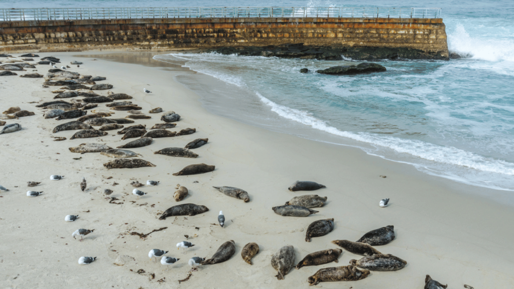 Coastal Wildlife: Seals vs. Rare Birds