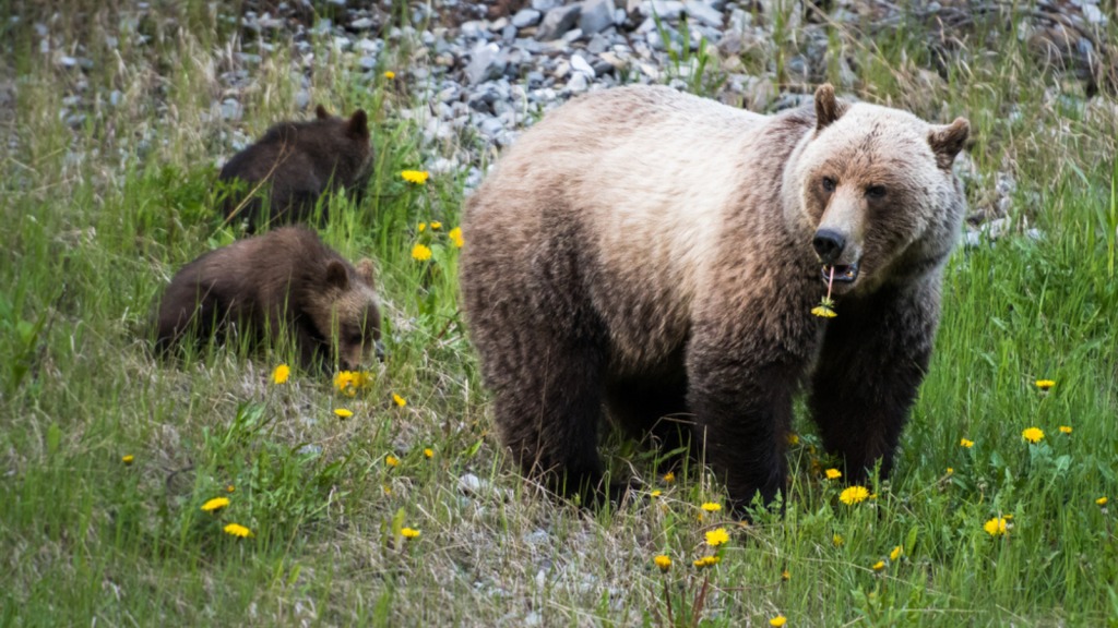  Tips for Wildlife Viewing in Alaska