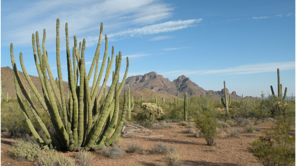 Organ Pipe Cactus National Monument