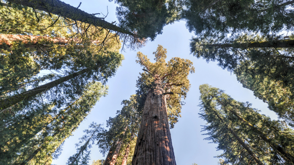 Walk Among the World's Largest Trees in Sequoia National Park, California