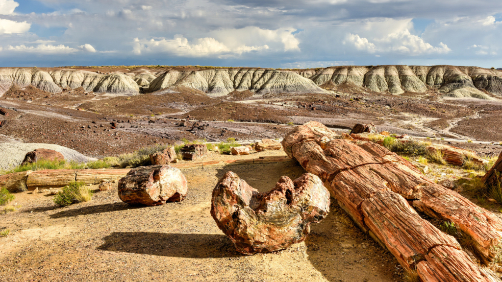 Petrified Forest National Park