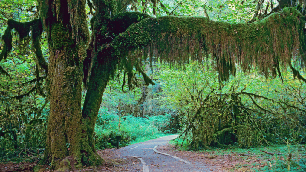 Olympic Coast, Olympic National Park, Washington