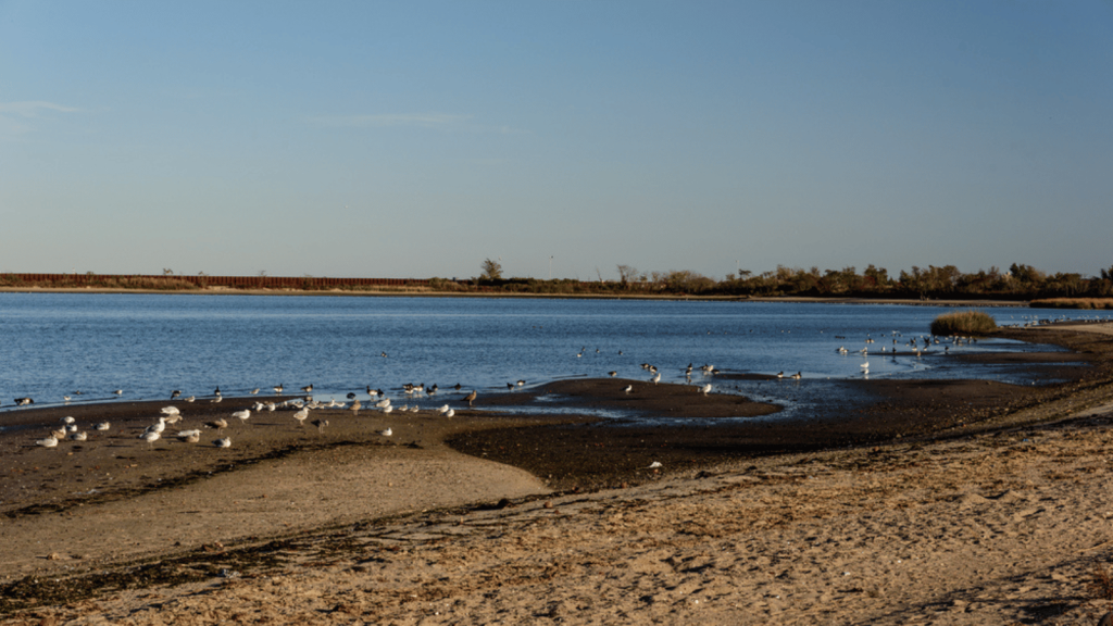 Jamaica Bay Wildlife Refuge (New York City, New York)