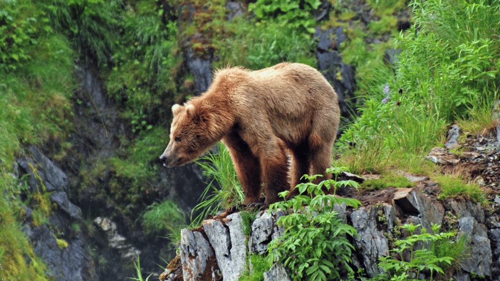 Kodiak National Wildlife Refuge