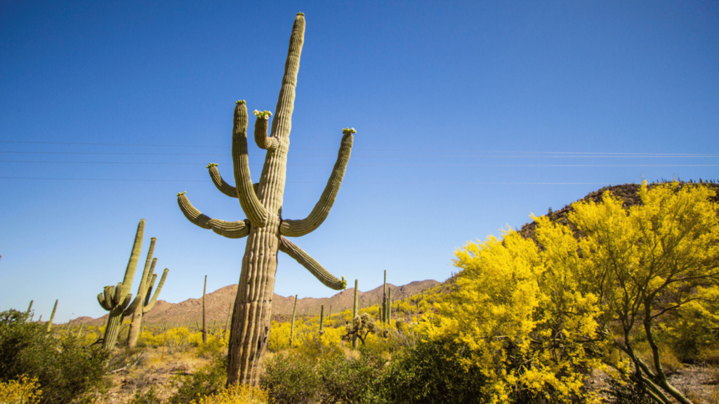 Saguaro National Park, Arizona