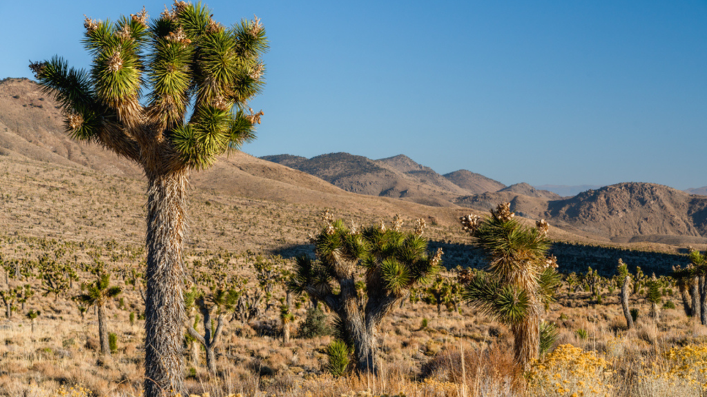 Death Valley and Joshua Tree, California