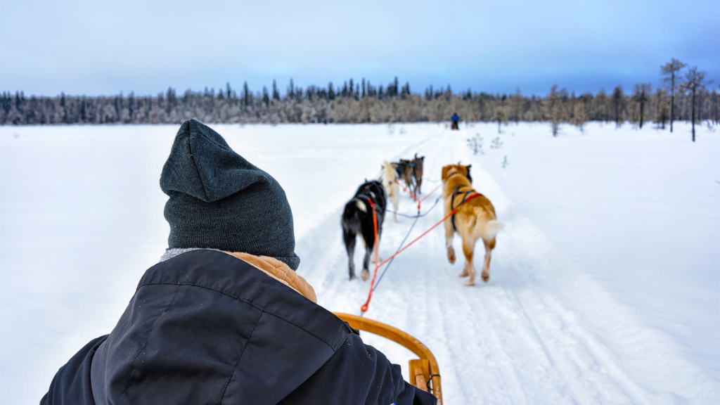 Go Dog Sledding