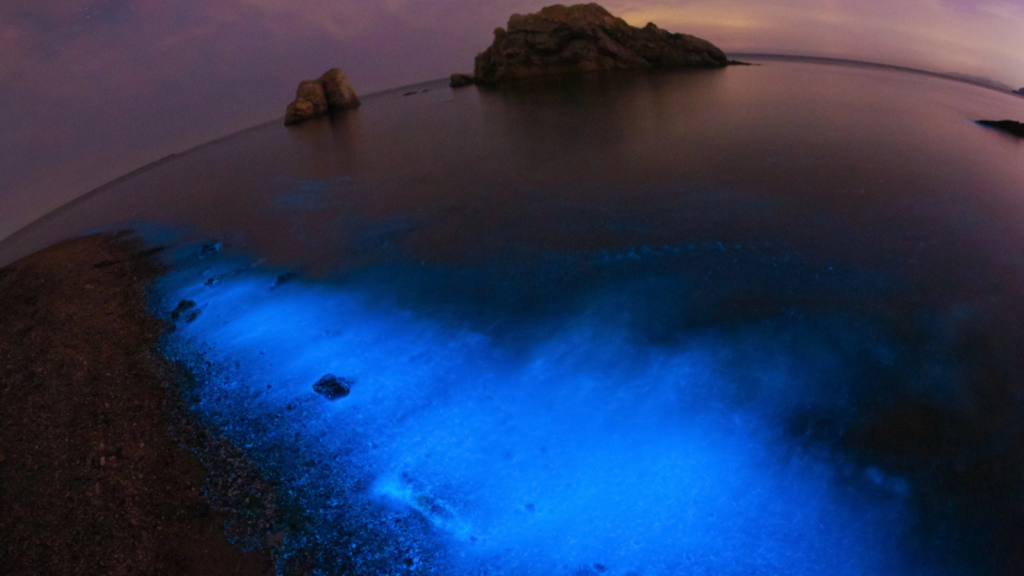 Explore the Bioluminescent Bays in Puerto Rico