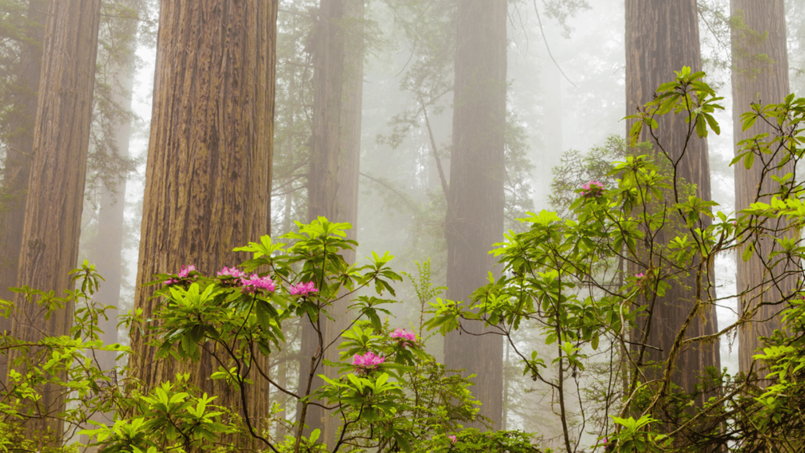 Redwood National and State Parks, California