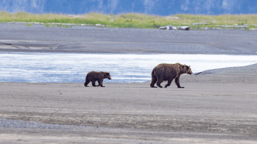 Pack Creek Brown Bear Viewing Area