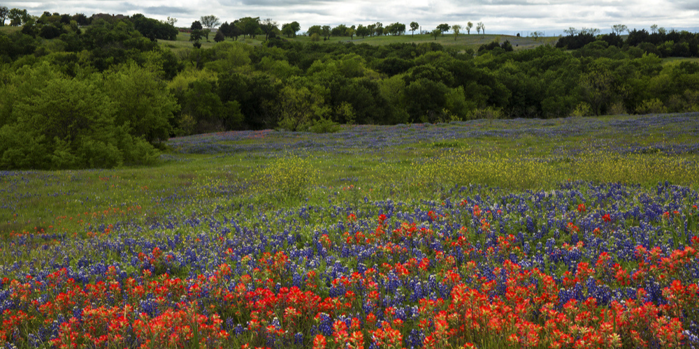 25 Best Places to See Wildflowers in the U.S.