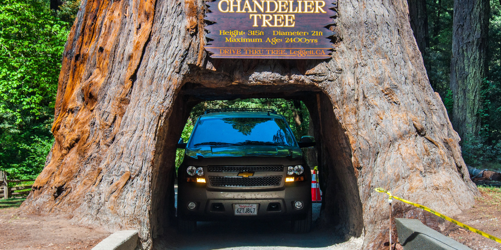 Drive Through a Giant Sequoia Tree in California