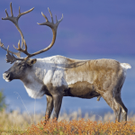 Gates of the Arctic National Park and Preserve