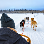 Go Dog Sledding